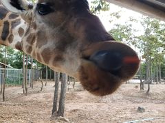 -清迈夜间动物园