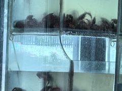 -三太子地摊烧烤·小龙虾(北蔡店)