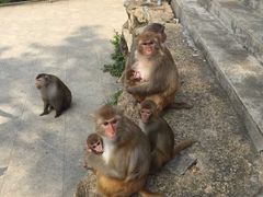 -广州市流溪河国家森林公园