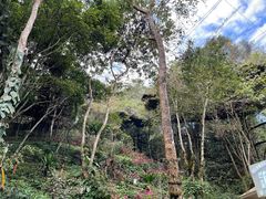 -西双版纳原始森林公园