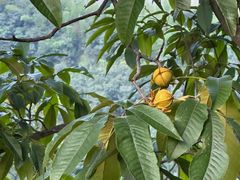 -东天目山风景区