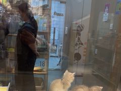 -BABIT巴比特宠物(MOMOPARK店)