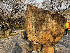 -香雪海