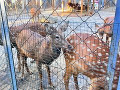 -长白岛森林公园