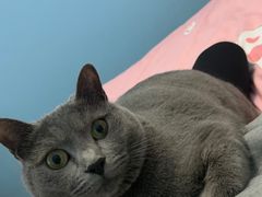 -汪喵宠物医院·骨科心脏影像·犬猫急重症ICU诊疗中心(成华分院)