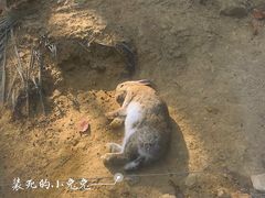 -深圳东部华侨城瀑布酒店