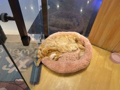 -藏猫猫咖啡主题馆(中央大道店)