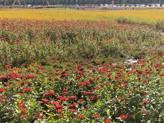 -莲花山花海