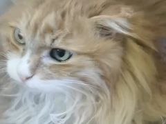 -北京观赏动物医院·24小时大型综合·猫专科·异宠专科