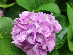 -重庆市江北嘴中央商务区中央公园