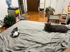 -中农国际动物医院24小时·猫科·骨科·急重症中心