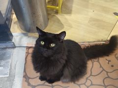 -藏猫猫咖啡主题馆(中央大道店)