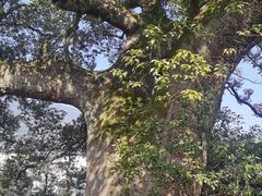 -新安江山水画廊风景区