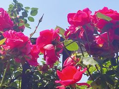-慕斯荟