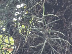 -东莞植物园
