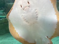 -珠海长隆海洋王国