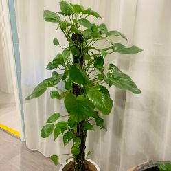 -舒欣头疗  白发脱发专业护理