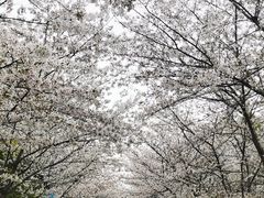 -高东镇樱花园