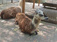 -长白岛森林公园