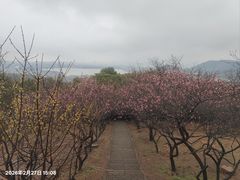 -香雪海