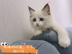 -猫十亿·布偶金渐层·曼基康矮脚猫舍(青年路店)