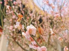 -雨花胜境