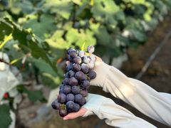 -马陆小张葡萄园农家乐