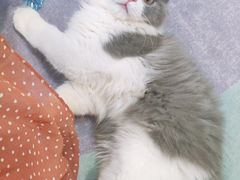 -十年猫舍·猫咪专门店(普陀店)