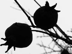 -青峰峡国家森林公园