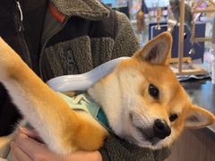 -宠物世家(仲盛世界商城店)