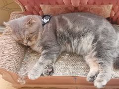 -猫咪派对(江南西店)
