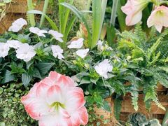 -深圳仙湖植物园