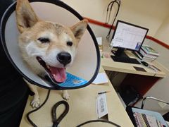 -艾贝尔宠物医院 ·内科全科(梁溪路店)