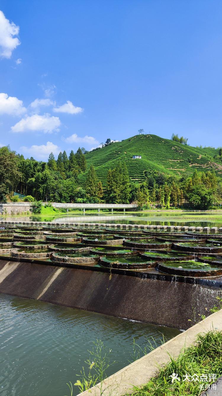 鸬鸟镇的鱼鳞坝