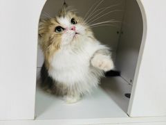 -十月米努特矮脚猫舍