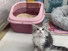 -糯米喵星人总部直营旗舰店·猫舍·幼猫出售