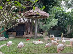 -熊猫自助餐厅.萌趣城堡(长隆熊猫酒店)
