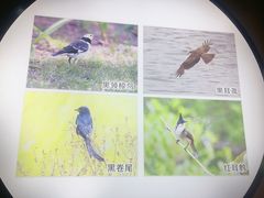 -大亚湾红树林城市湿地公园
