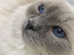 -喵的天空名猫咖啡馆·撸猫·猫舍·用品