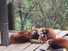 -都江堰中华大熊猫苑