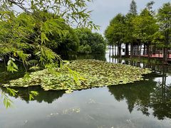 -贡湖湾湿地公园