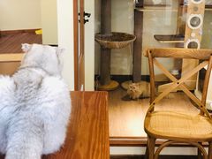 -有猫主题·治愈系猫咖(曾厝垵店)
