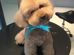 -Oh My Dog宠物沙龙(伊珊娜皮毛护理店)