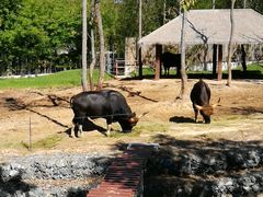 -清迈夜间动物园