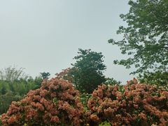 -中国科学院西双版纳热带植物园
