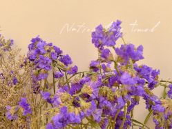 -FUMEIHUI·科技美肤·美体SPA