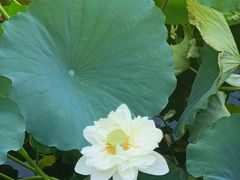 -莲池书院博物馆