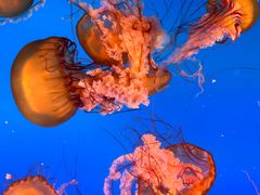 -太平洋海底世界