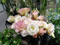 -植物学家的女儿(北马道巷店)