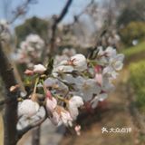 名字叫染井吉野樱的吧，公园里就是这种，粉色的居多